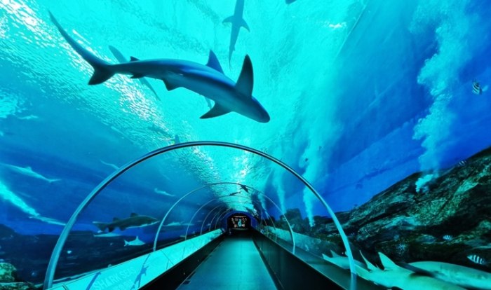 sea海洋館交通 sea海洋館交通
