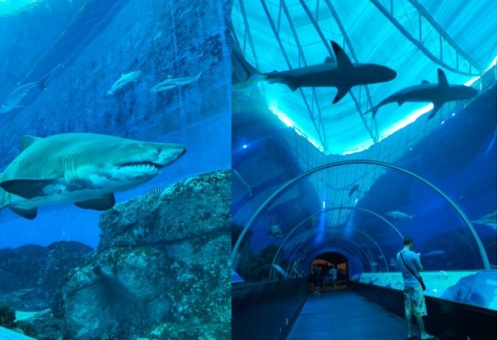 sea海洋館參觀亮點 sea海洋館參觀亮點