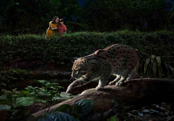 新加坡夜間動物園亮點