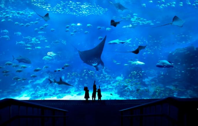 sea海洋館