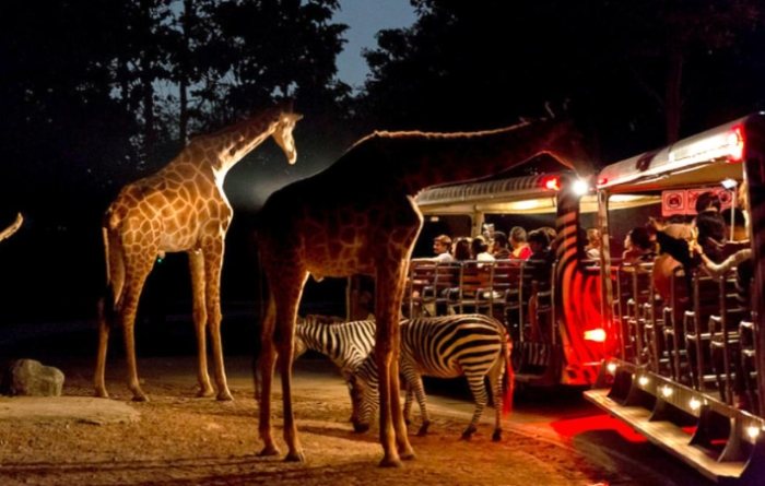 新加坡夜間動物園門票