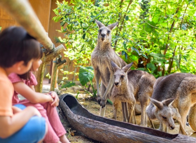 新加坡動物園遊園專車 新加坡動物園遊園專車