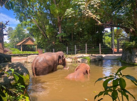 新加坡動物園遊程推薦 新加坡動物園遊程推薦